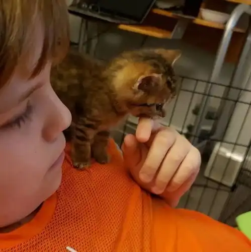 流浪小猫体型只有普通猫一半大,小到能坐进杯子,幸遇好心人