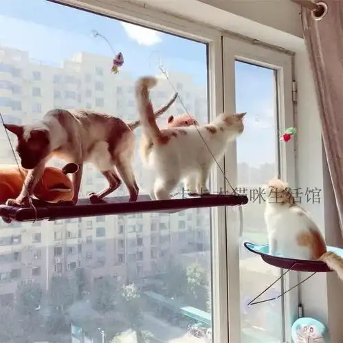 黄油日常丨不能蘸着太阳睡觉,算什么幸福的猫生
