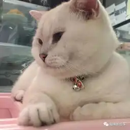 养猫人的小秘密我家其实有一只狮子王