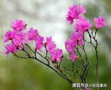 9月三生肖行大运,事业顺,横财旺,赚大钱,要暴富