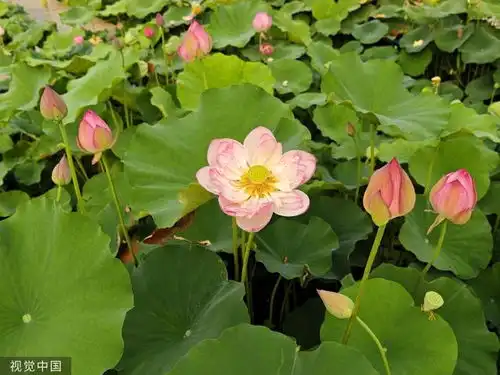 武汉沙湖公园荷花盛开罕见并蒂莲悄然绽放