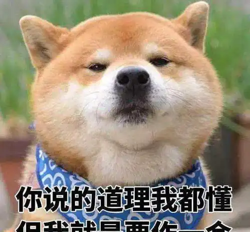 据不完全统计,每年被卡住的柴犬连起来可绕地球五圈