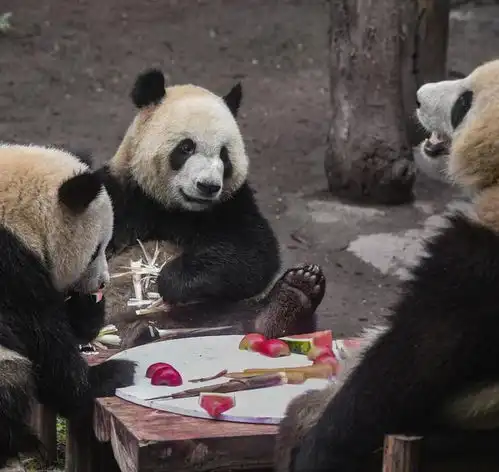 图片新闻重庆动物园为6只大熊猫庆生