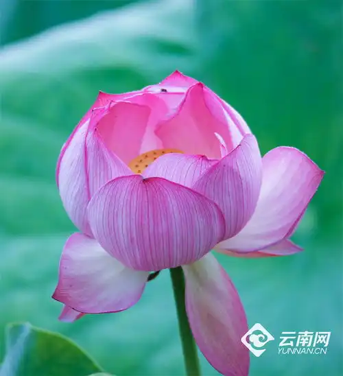 保山昌宁荷花盛放美在当夏