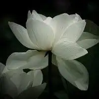 微信头像洁白莲花图片大全微信头像图片大全