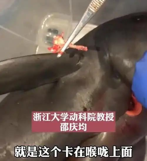 男子钓鱼碰见神奇一幕,青蛙怒吞小鲫鱼,网友天鹅肉它都敢吃