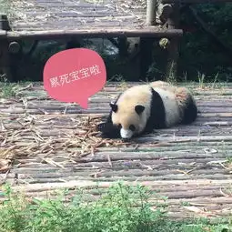 成都游记