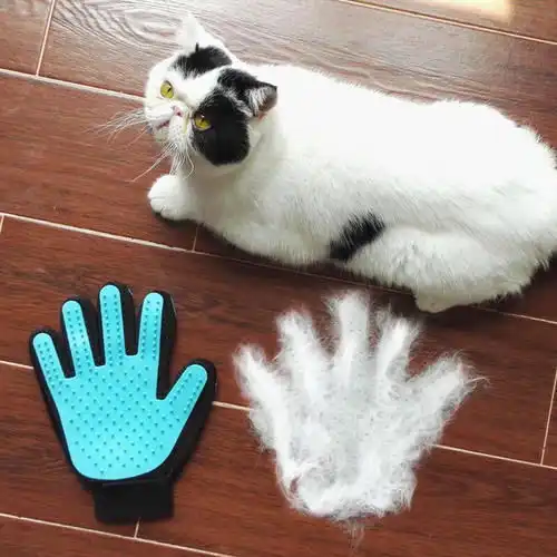 猫咪的毛发对人有什么危害,猫毛怎么处理,快来了解下吧