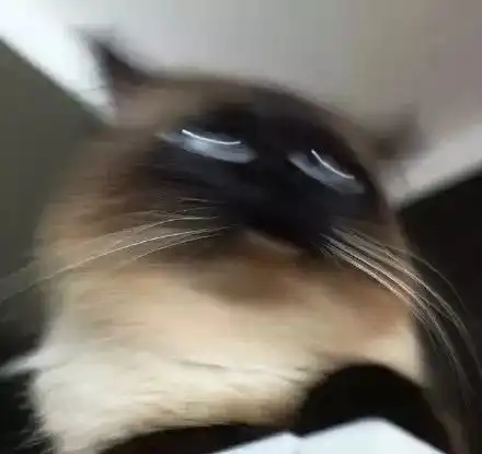 如何拍照才能拍出主子的千娇百媚猫奴必备拍照攻略