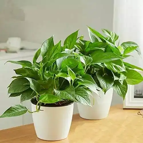 最好养的绿植top10,让你的家秒变网红民宿