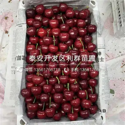 5公分15公分樱桃苗报价