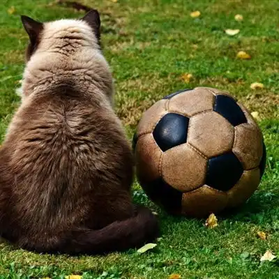 短毛猫微信头像脸圆头大的英国短毛猫图片