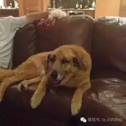 15岁爱犬病逝,狗碗留下最后的礼物,主人瞬间泪崩