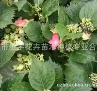 龙柏三色堇孔雀草青州市金宇花卉苗木种植专业合作社第1页