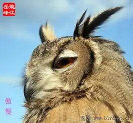 雕鸮猫头鹰的面部表情一黑龙江版heilongjiang鸟网