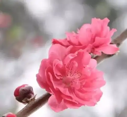十里桃花,不如你