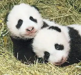 测试一个超长简介的文章