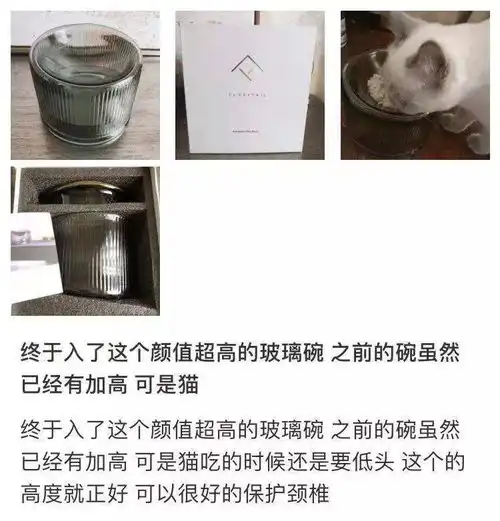 能让小猫咪痴迷的东西究竟长啥模样