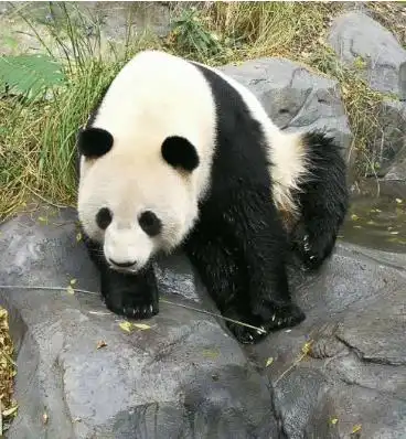 全网最精国宝走红,当它伸出手的那一刻,网友我也想养它