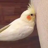 larva搞笑虫子图片