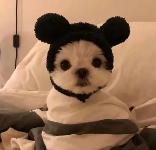 动物控们的福音真是萌哭我了