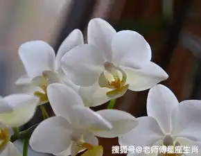 10月上旬大财连发的3大生肖,时来运转厚积薄发,福禄双丰收