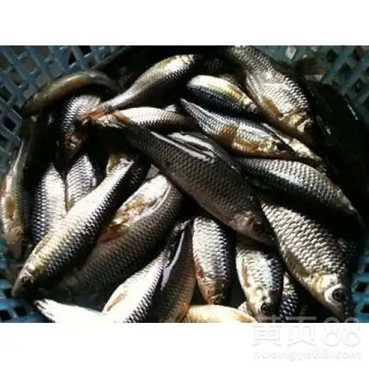 山东青鱼苗价格-黄页88网
