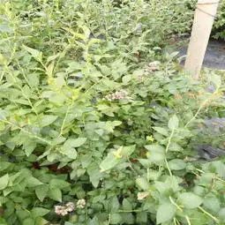 新闻滁州杜克蓝莓苗多少钱一棵
