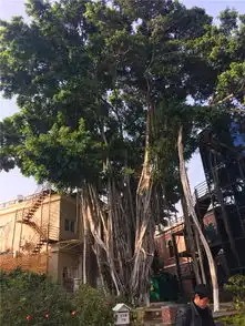 厦门土著带你玩最文艺的鼓浪屿,吃最地道的厦门菜