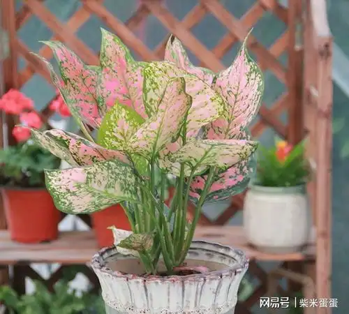 5种转运花,好养又吉利,还能转运气,有钱人家抢着养