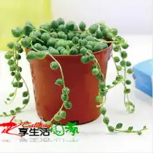 幸福树大幸福树苗盆栽绿植室内大型盆栽植物客厅高档盆景花卉
