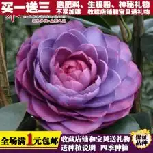 阳台庭院盆栽地栽山茶花树精品茶花苗年宵花卉