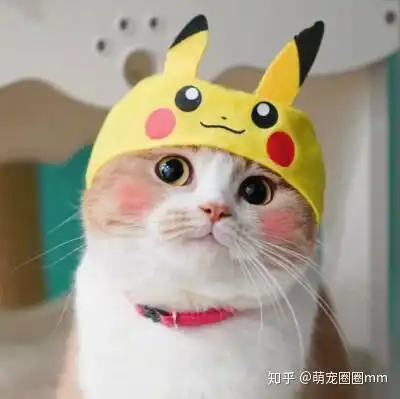 养猫前你需要知道的15个问题