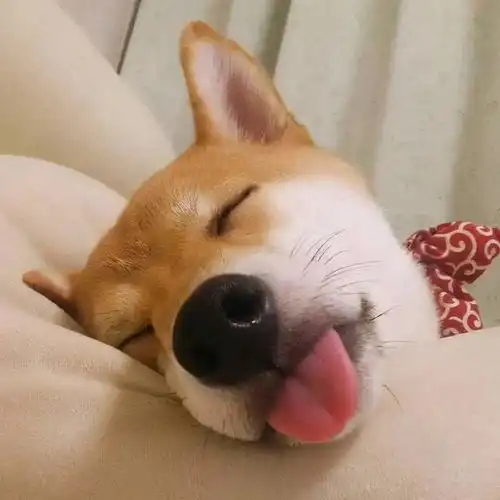 深圳去哪买柴犬有靠谱的吗
