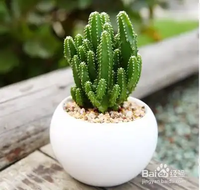 适合放在办公桌上的花草植物