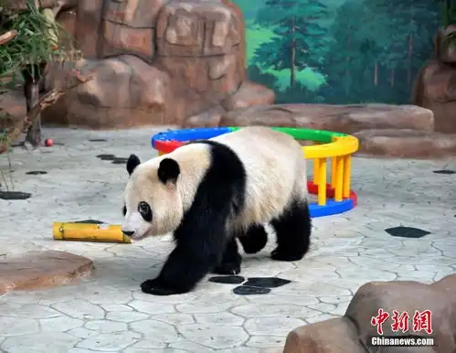呆萌熊猫兄妹亮相南宁动物园
