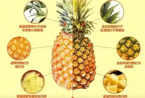 消费课堂车厘子是不是樱桃奇异果是不是猕猴桃看完秒懂