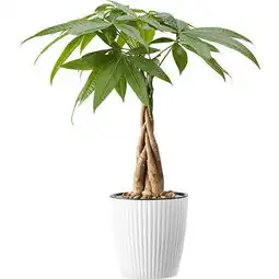 无意发现小区一户人阳台,盆栽这样弄太美了,拍照大家瞧瞧