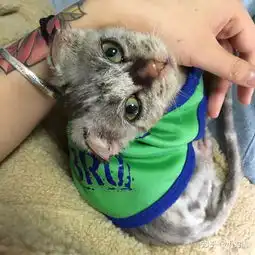 猫舍里,一直没卖掉的猫会怎么处理