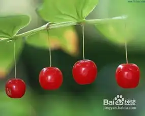 能够有效防辐射的水果推荐