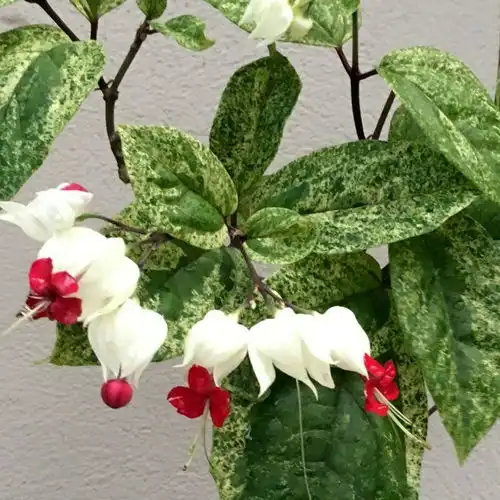 每年春节前后,除了年宵花,买盆龙吐珠也不错,好看的半藤本花卉