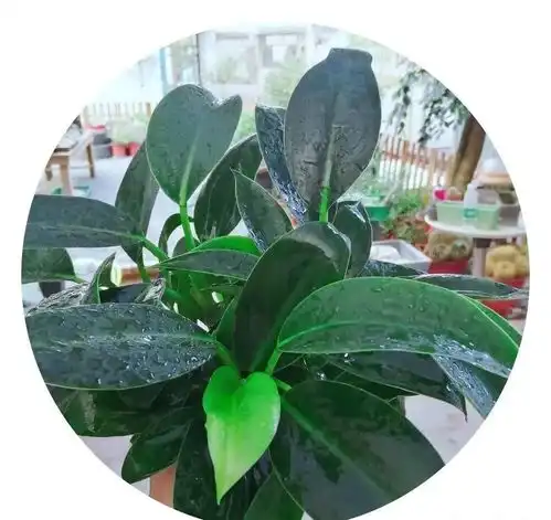 把春天带回家,天龙.世贸中心万盆绿植免费送,濮阳人赶紧来领