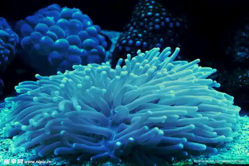 海葵摄影图海洋生物