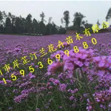 青州市周氏兄弟花卉苗木专业合作社