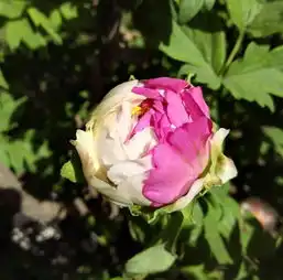 牡丹多面百花王