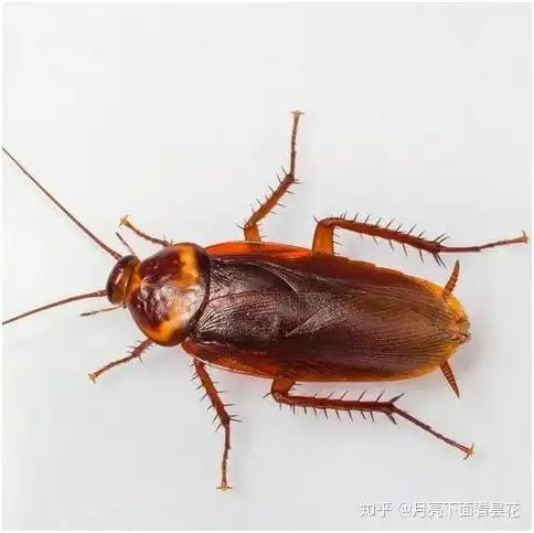 如何彻底消灭德国小蠊蟑螂