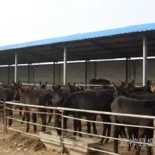 育肥驴关中驴乌头驴价格育肥驴关中驴乌头驴批发育肥驴关中驴乌头驴厂家hc360慧聪网
