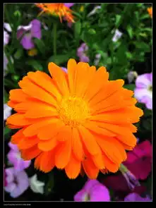 海湾自然花卉静物专辑黄土地的汉子