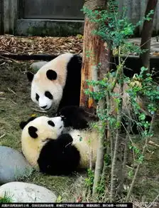 成都国宝大熊猫憨态可掬拼命卖萌
