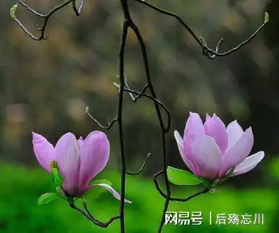 老公的婚外女人民间故事